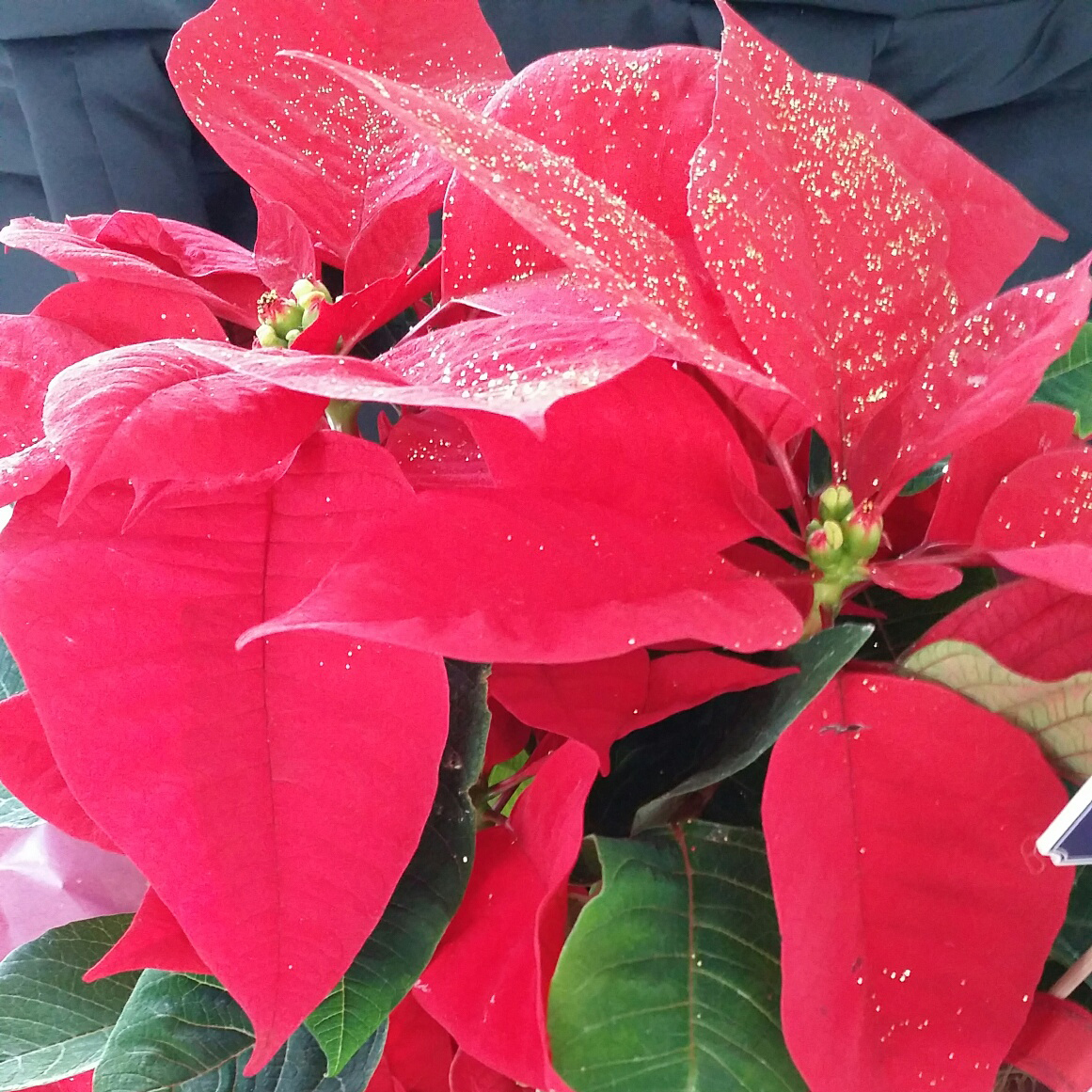 ポインセチア Nochebuena はメキシコの代表花 Pr Mexico